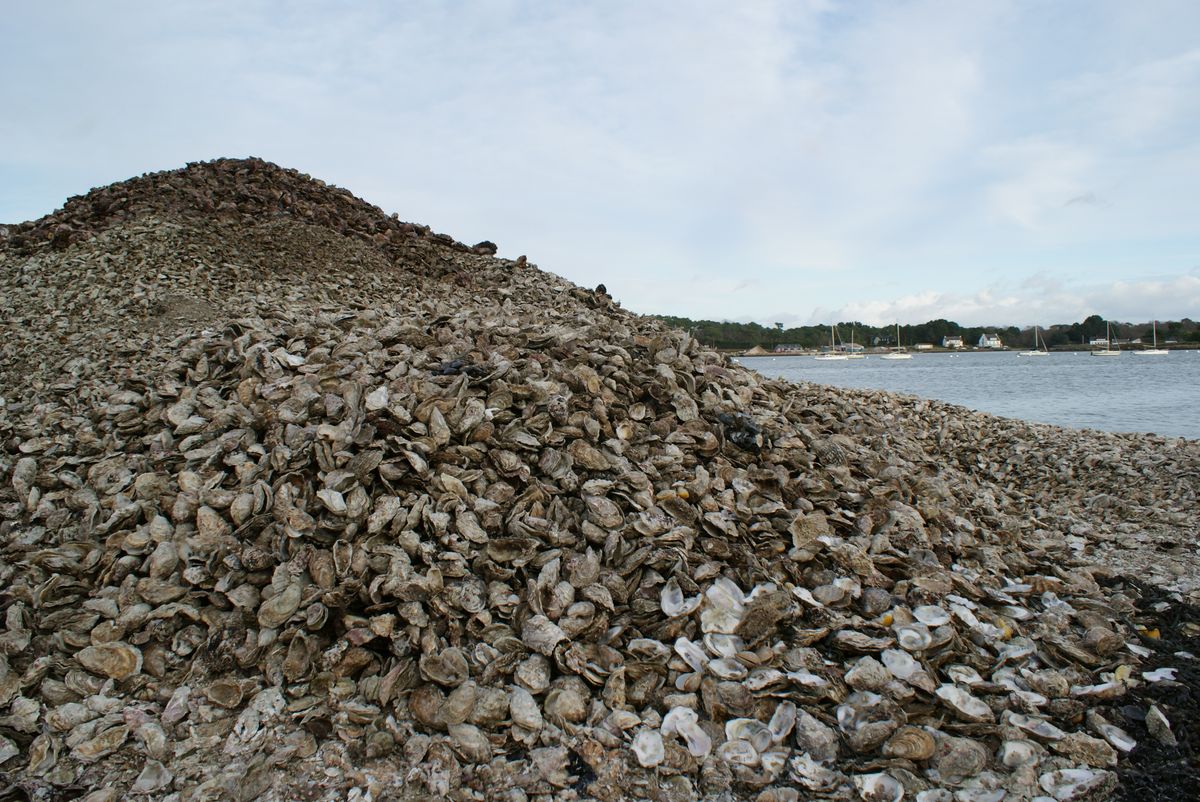 Huîtres de Bouzigues